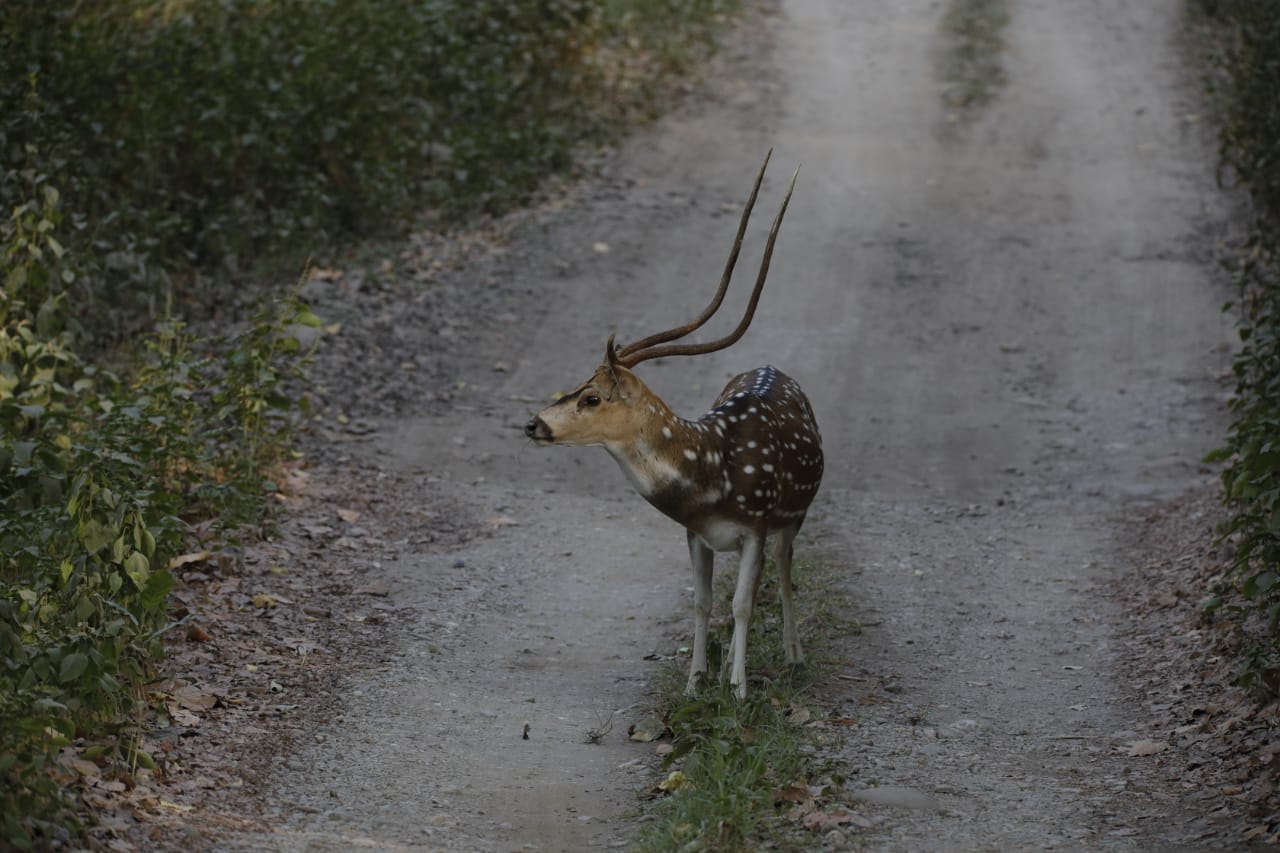 Wildlife Safari in Corbett
